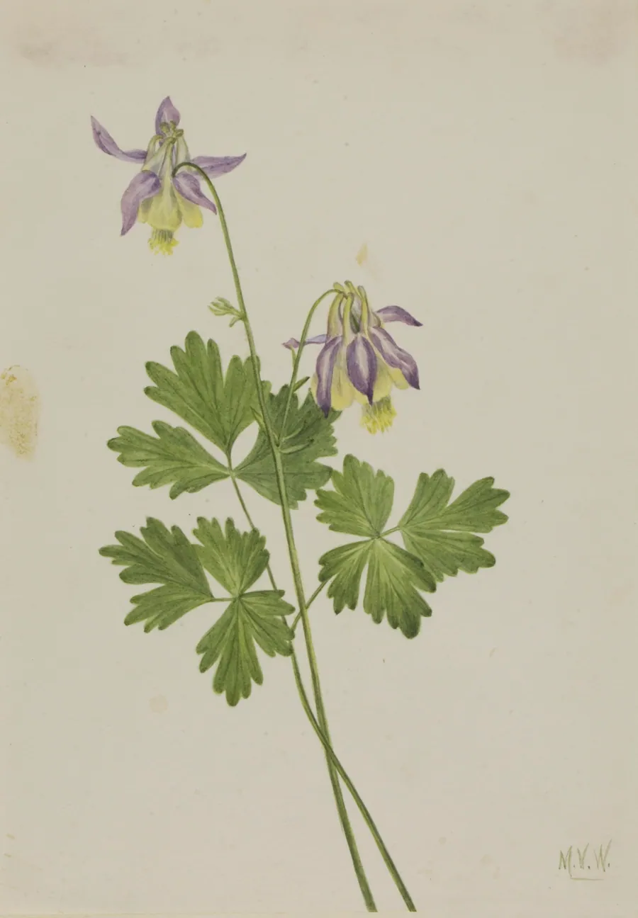 Shortspur Columbine (Aquilegia brevistyla) by Mary Vaux Walcott, born Philadelphia, PA 1860-died St. Andrews, New Brunswick, Canada 1940