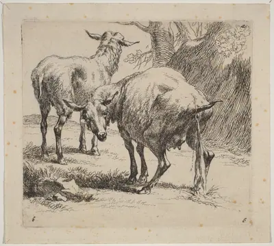 Two Sheep, One Pissing
