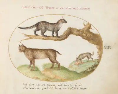 Plate 14: A Civet, a Lynx, and a Hyena Eating a Dog