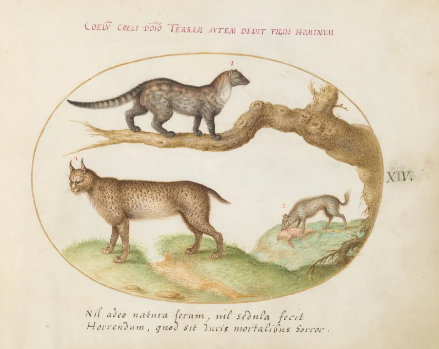 Plate 14: A Civet, a Lynx, and a Hyena Eating a Dog by Joris Hoefnagel