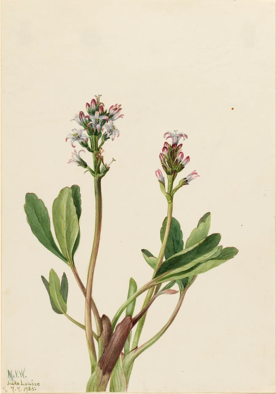 Bogbean (Menyanthes trifoliata) by Mary Vaux Walcott, born Philadelphia, PA 1860-died St. Andrews, New Brunswick, Canada 1940
