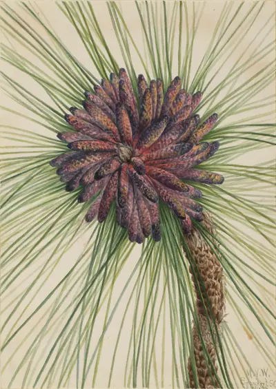 Longleaf Pine (Pinus palustris)