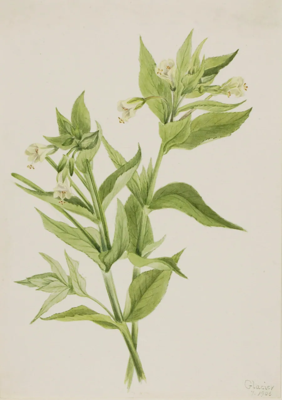 Yellow Willow-Weed (Epilobium lutem) by Mary Vaux Walcott, born Philadelphia, PA 1860-died St. Andrews, New Brunswick, Canada 1940