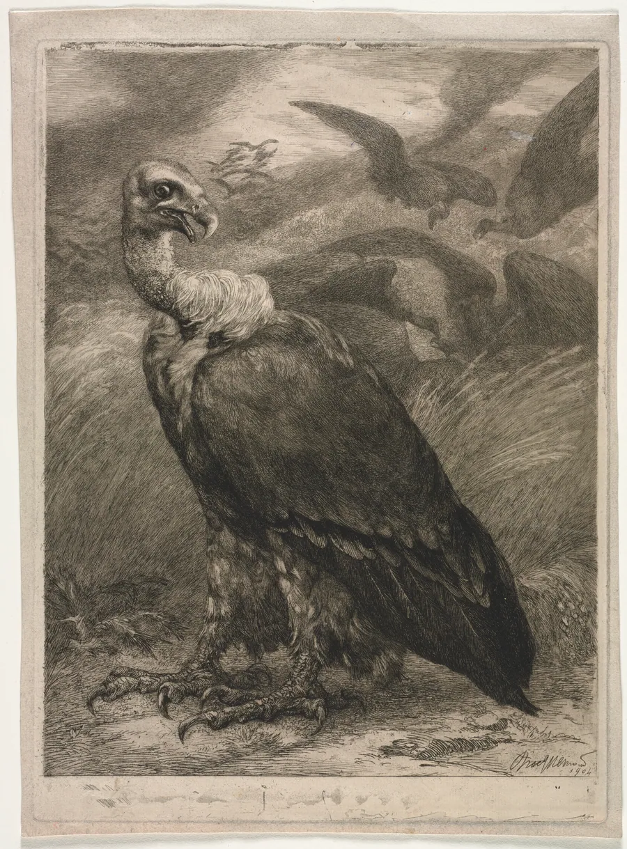 Vulture by Félix Bracquemond