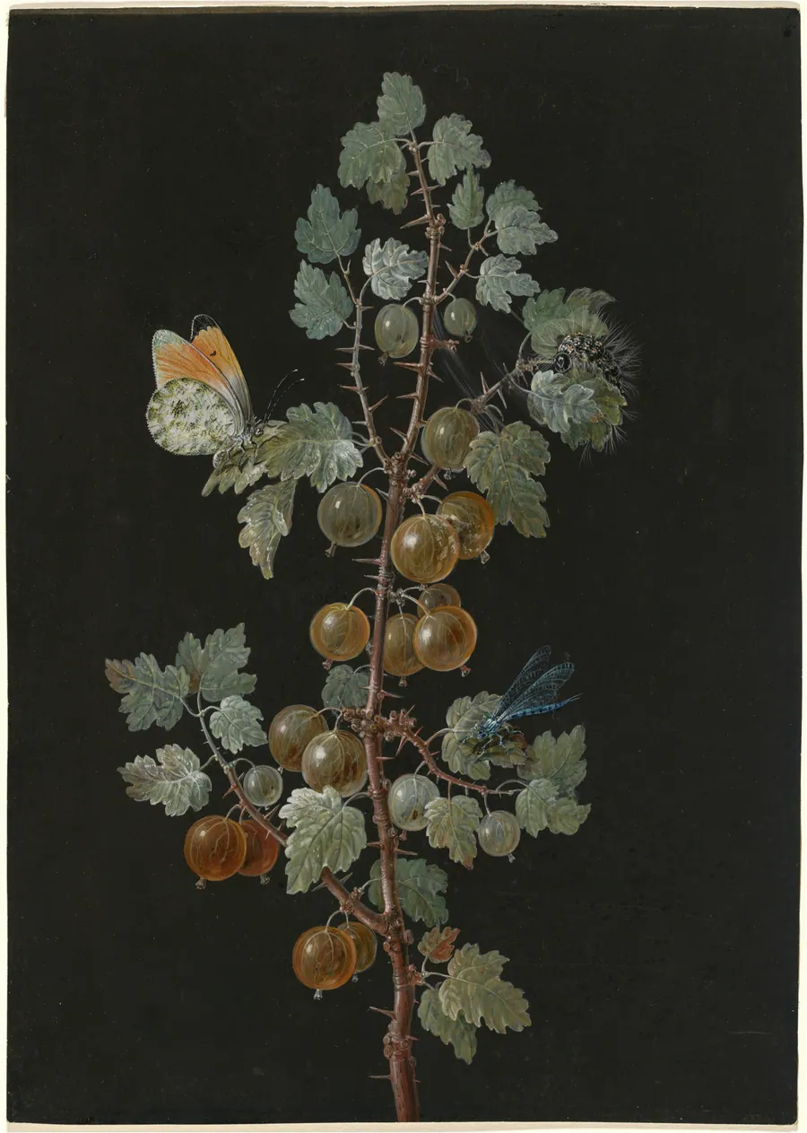 A Branch of Gooseberries with a Dragonfly, an Orange-Tip Butterfly, and a Caterpillar by Barbara Dietzsch