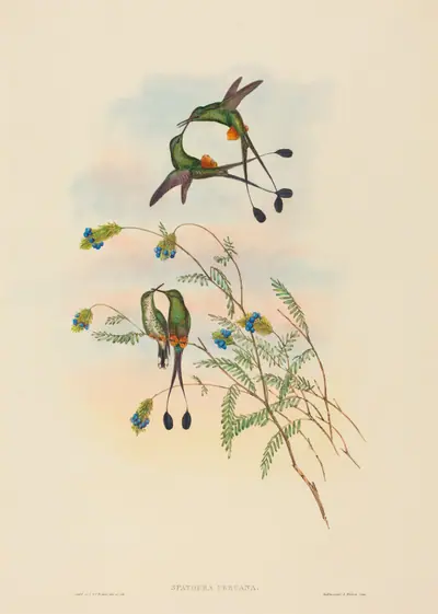 Spathura peruana (Peruvian Racket-Tail)