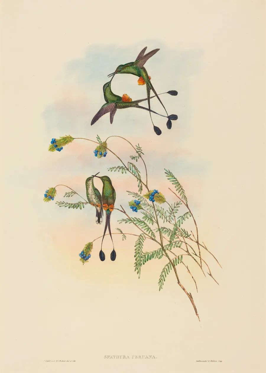 Spathura peruana (Peruvian Racket-Tail) by John Gould