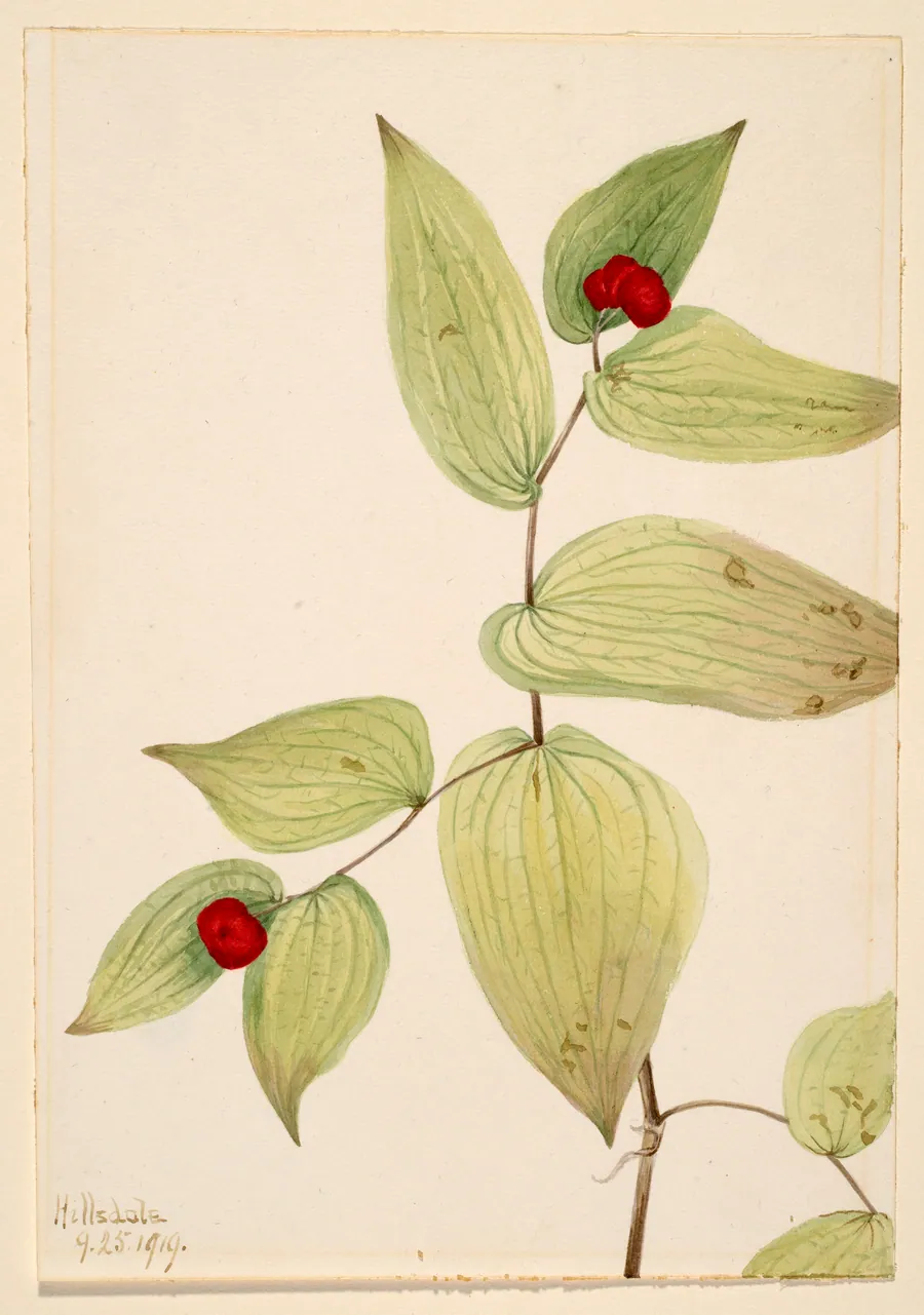 Fairy-Bells (Disporum trachycarpum) by Mary Vaux Walcott, born Philadelphia, PA 1860-died St. Andrews, New Brunswick, Canada 1940
