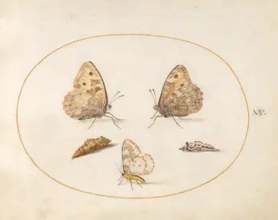 Plate 15: Grayling Butterfly, Magpie Moth, and Two Chrysalides
