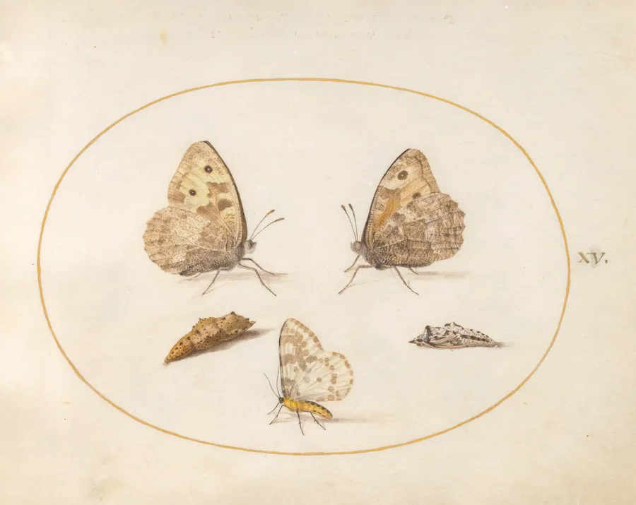 Plate 15: Grayling Butterfly, Magpie Moth, and Two Chrysalides by Joris Hoefnagel
