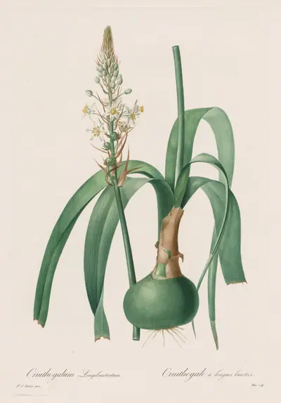 Les Liliacées: Ornithogalum longibracteatum