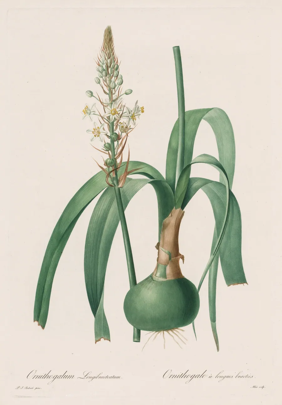 Les Liliacées:  Ornithogalum longibracteatum by Pierre-Joseph Redouté