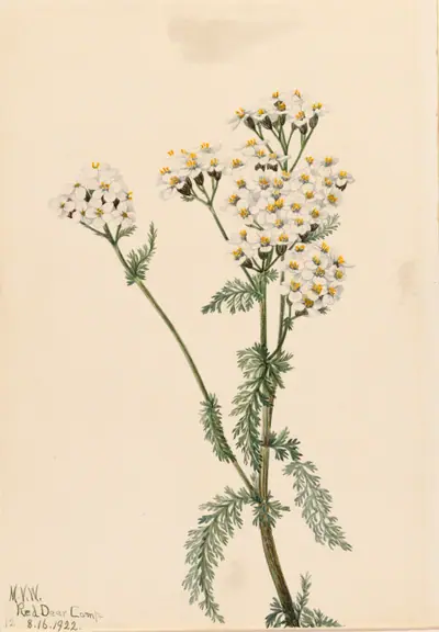 Western Yarrow (Achillea lanulosa)