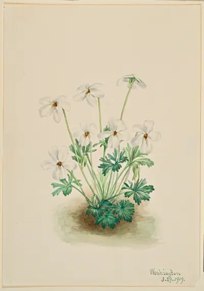 Pansy Violet (Viola pedata)