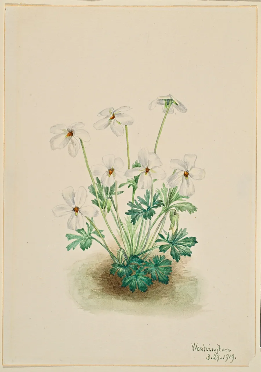 Pansy Violet (Viola pedata) by Mary Vaux Walcott, born Philadelphia, PA 1860-died St. Andrews, New Brunswick, Canada 1940