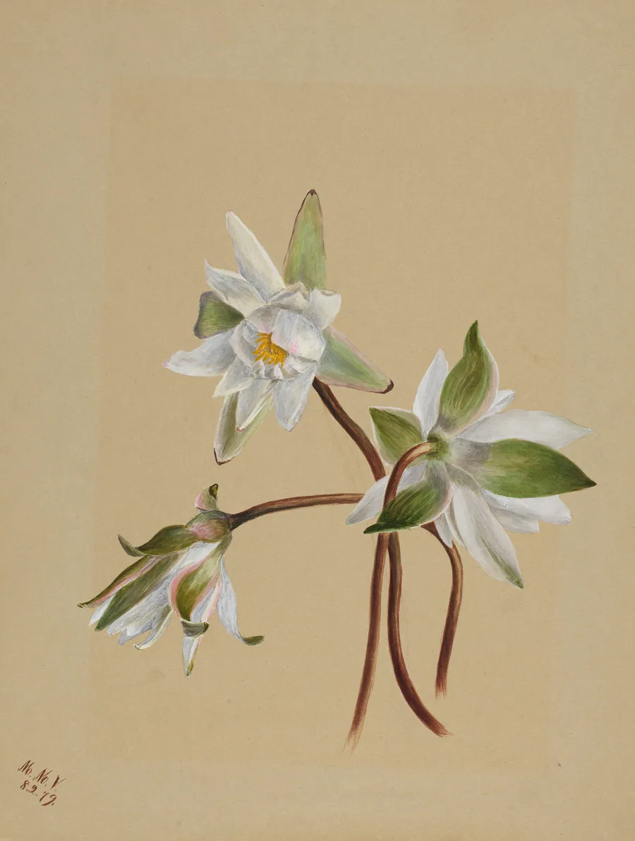 Water Lilies (Castalia odorata) by Mary Vaux Walcott, born Philadelphia, PA 1860-died St. Andrews, New Brunswick, Canada 1940