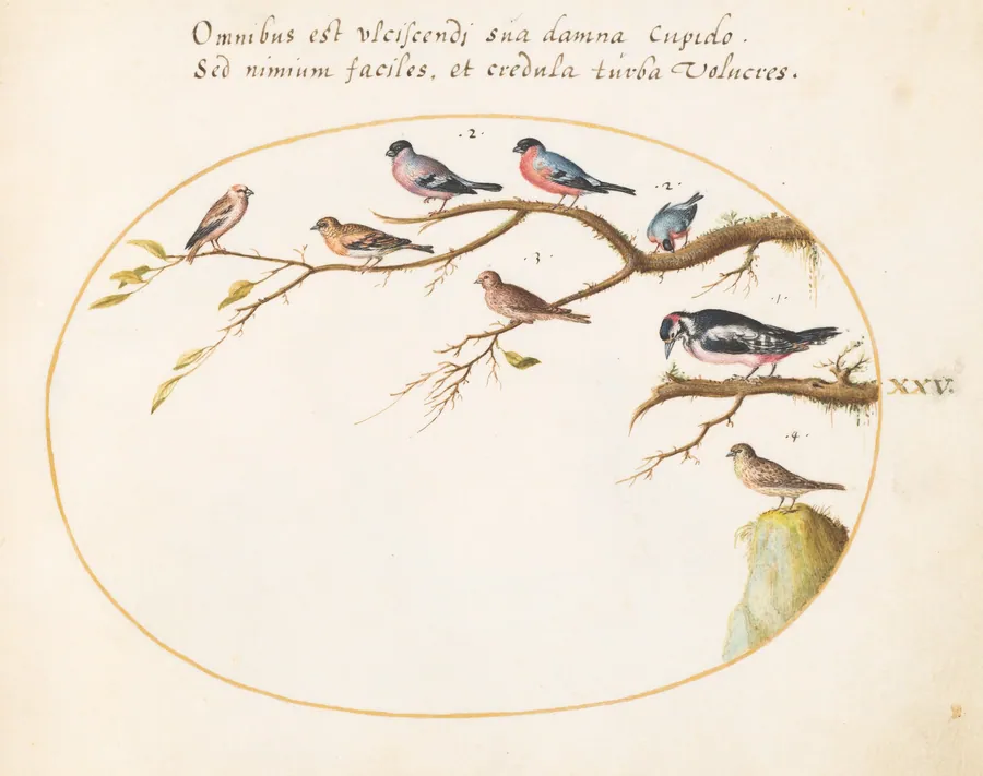Plate 25: Great Spotted Woodpecker, Bullfinches, Sparrows, and Other Birds by Joris Hoefnagel