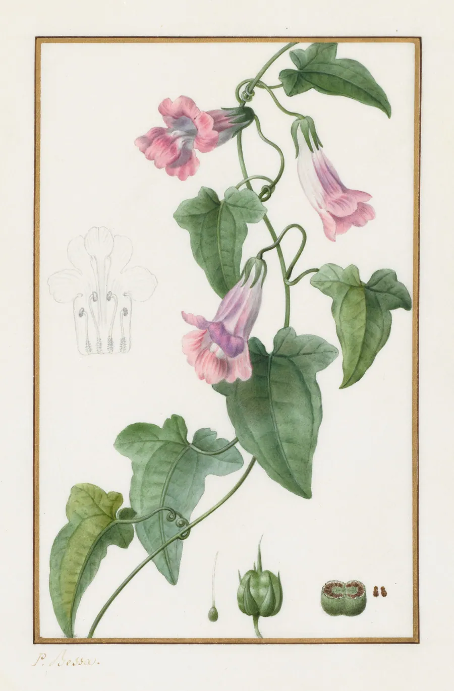 (Botanical: Maurándia semperflorens) by Pancrace Bessa