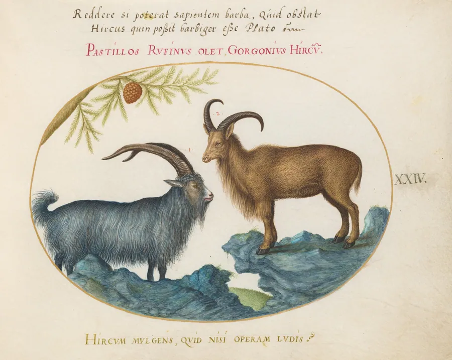 Plate 24: A Wild Goat and a Barbary Sheep(?) by Joris Hoefnagel