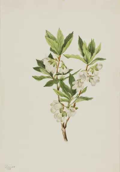 Rocky Mountain Rhododendron (Rhododendron albiflorum)