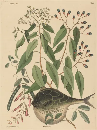The Globe Fish (Tetrodon lagocephalus)