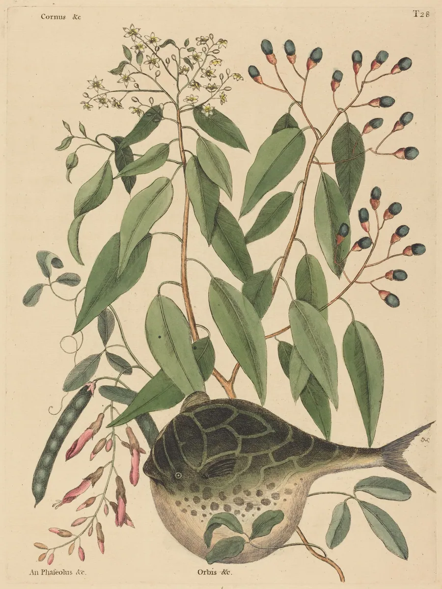 The Globe Fish (Tetrodon lagocephalus) by Mark Catesby