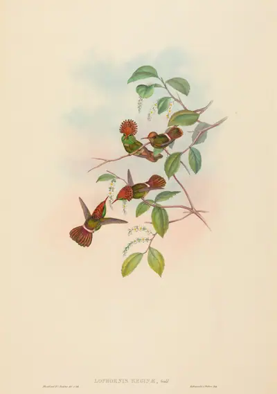 Lophornas reginae (Spangled Coquette)