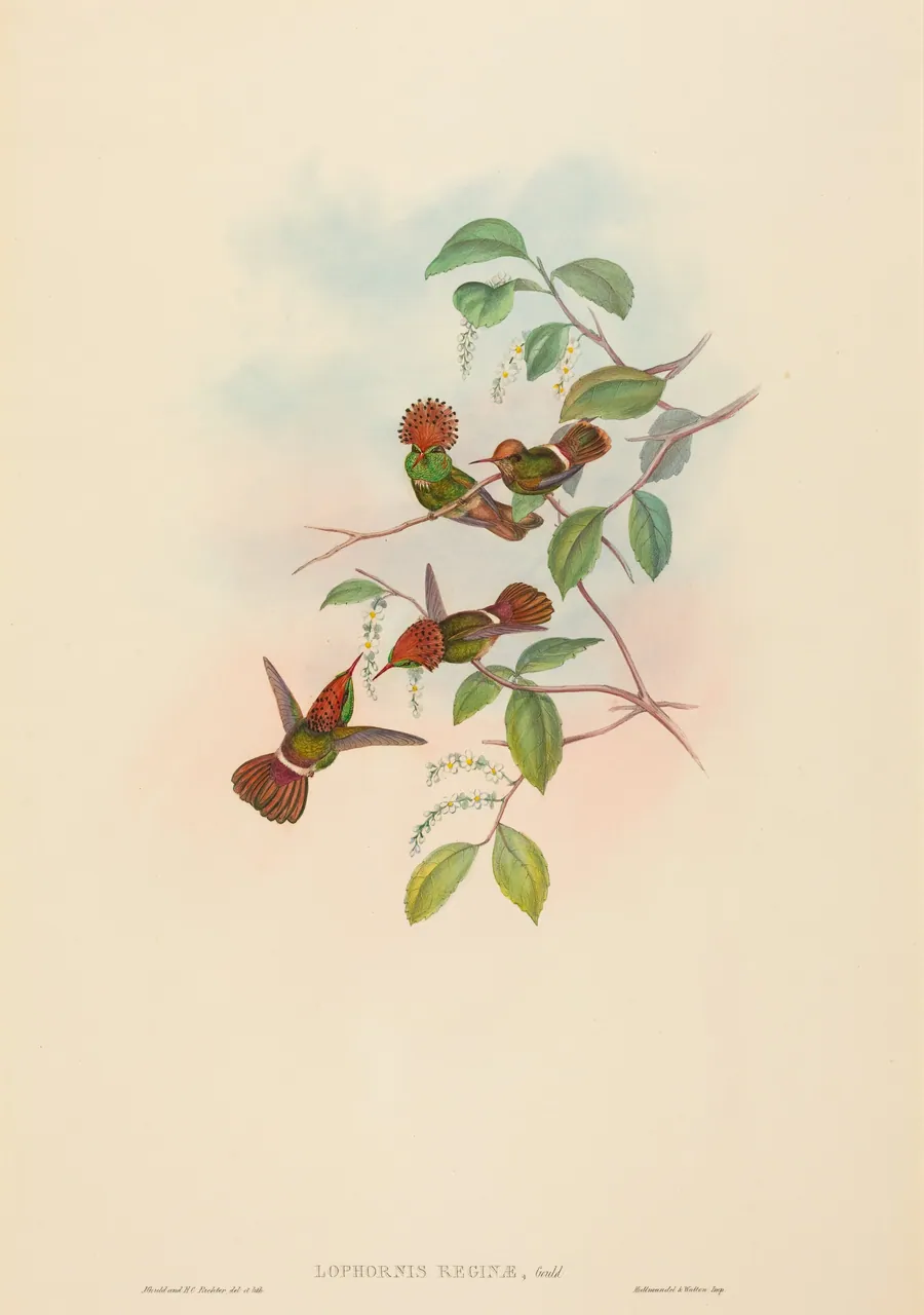 Lophornas reginae (Spangled Coquette) by John Gould