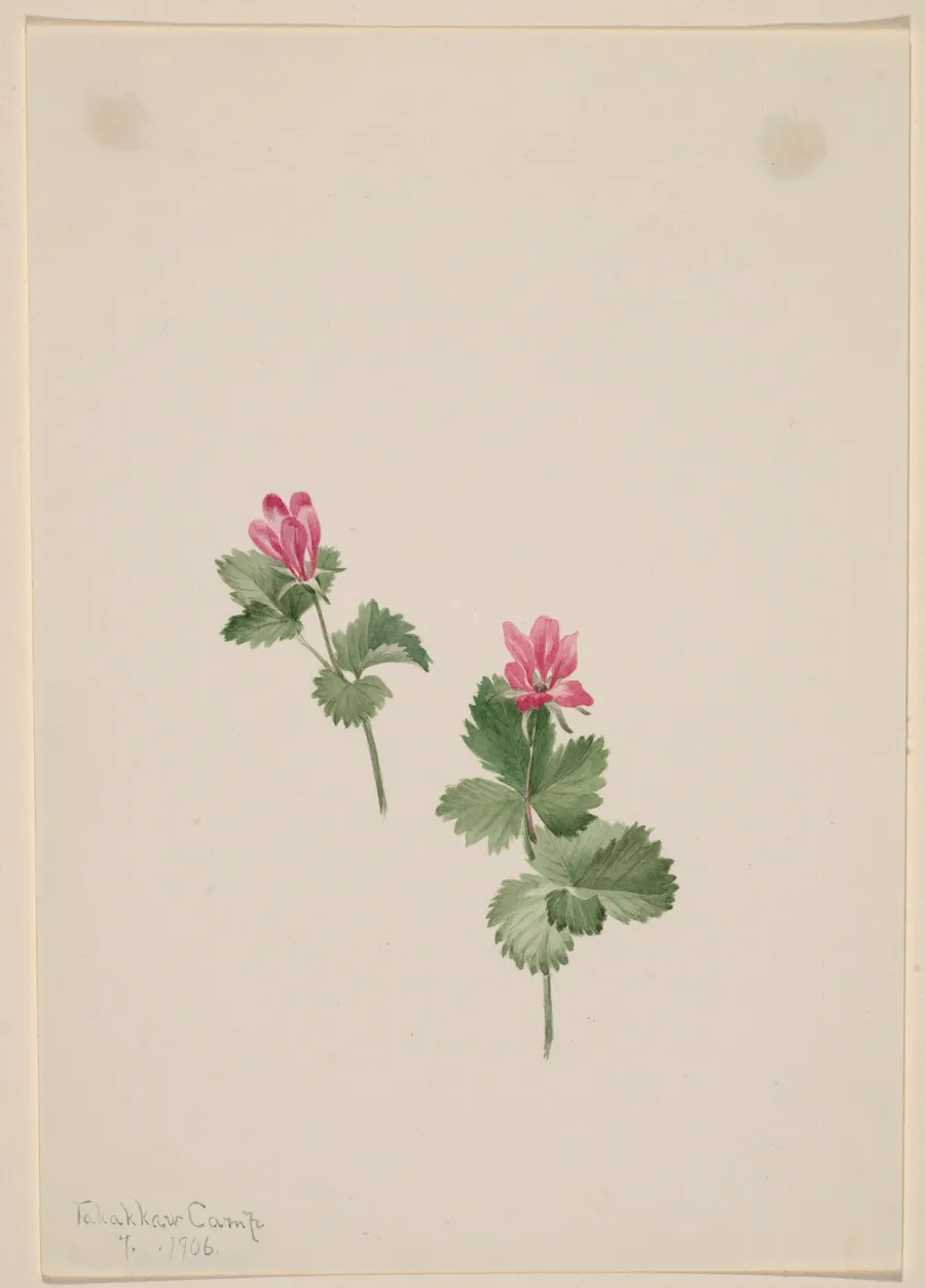 Rubus articus by Mary Vaux Walcott, born Philadelphia, PA 1860-died St. Andrews, New Brunswick, Canada 1940