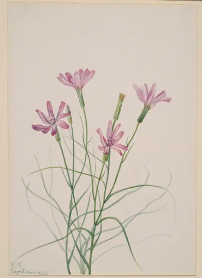 Skeleton Weed (Lygodesmia grandiflora)