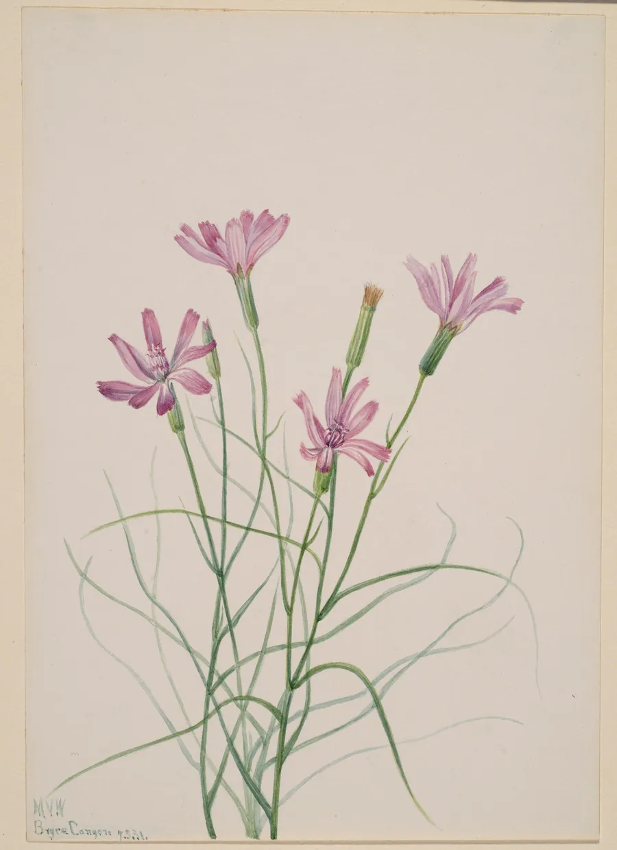 Skeleton Weed (Lygodesmia grandiflora) by Mary Vaux Walcott, born Philadelphia, PA 1860-died St. Andrews, New Brunswick, Canada 1940