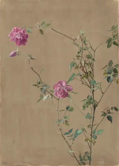 Pink Roses
