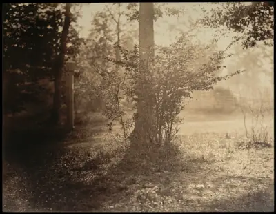 Tree Study, Forest of Fontainebleau