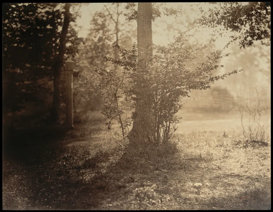 Tree Study, Forest of Fontainebleau by Gustave Le Gray
