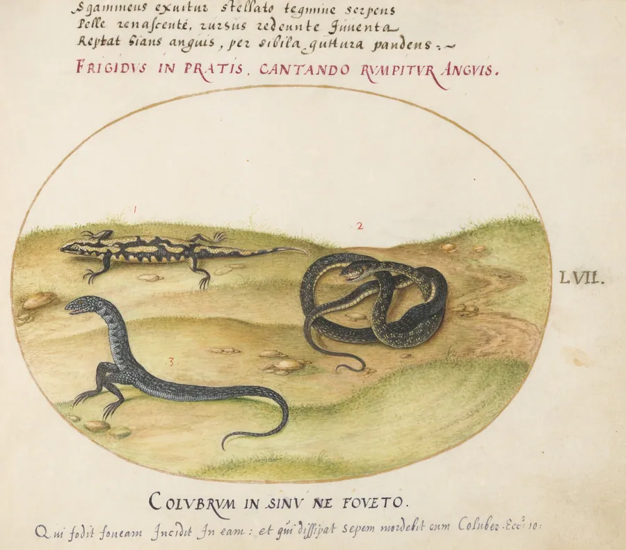 Plate 57: A Snake, a Fire Salamander, and a Snakelike Creature with Two Legs by Joris Hoefnagel