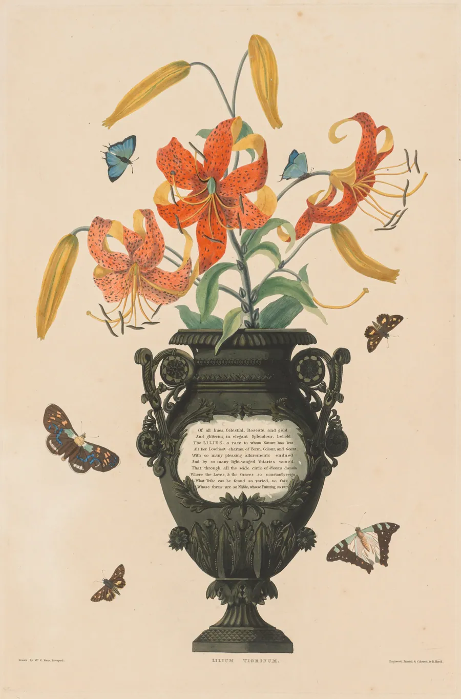 A Selection of Hexandrian Plants, belonging to the natural order of Amaryllidae and Liliacae:  Tiger Lily by Robert Havell