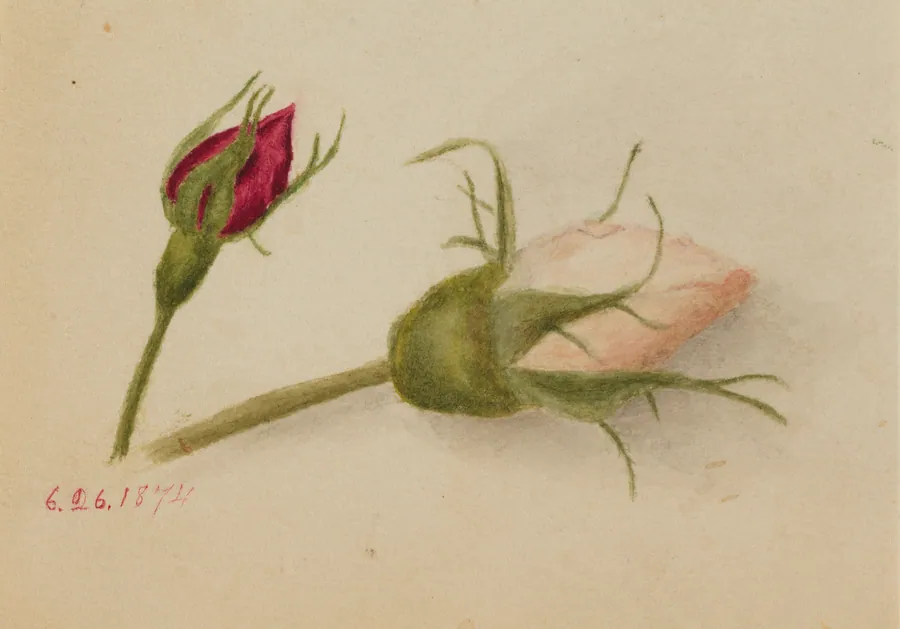 Untitled (Rosebuds) by Mary Vaux Walcott, born Philadelphia, PA 1860-died St. Andrews, New Brunswick, Canada 1940