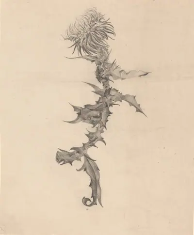 Thistle