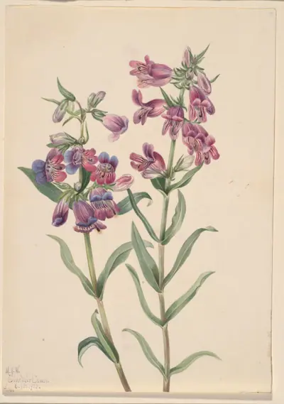 Prairie Pentstemon (Pentstemon erianthera)