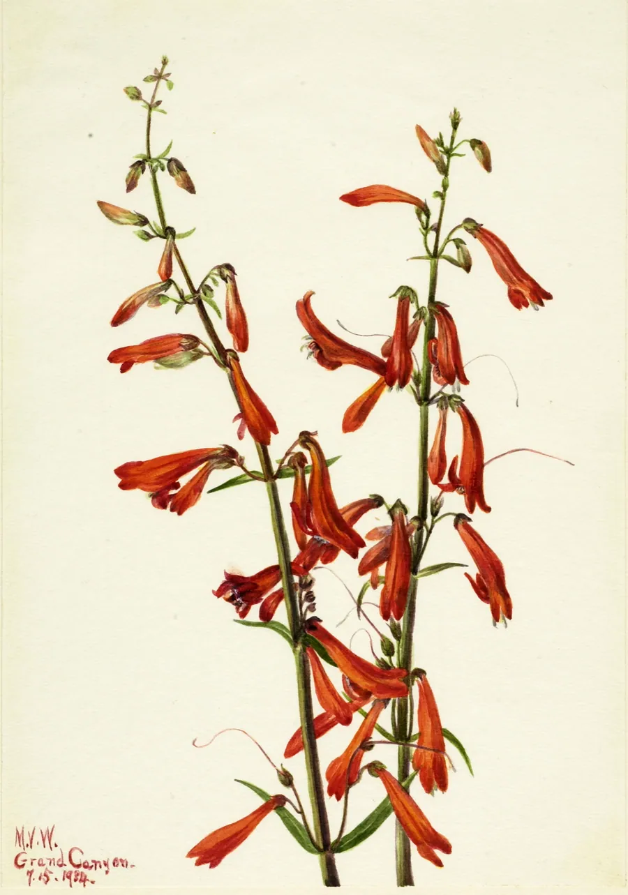 Pentstemon (Pentstemon barbatus) by Mary Vaux Walcott, born Philadelphia, PA 1860-died St. Andrews, New Brunswick, Canada 1940