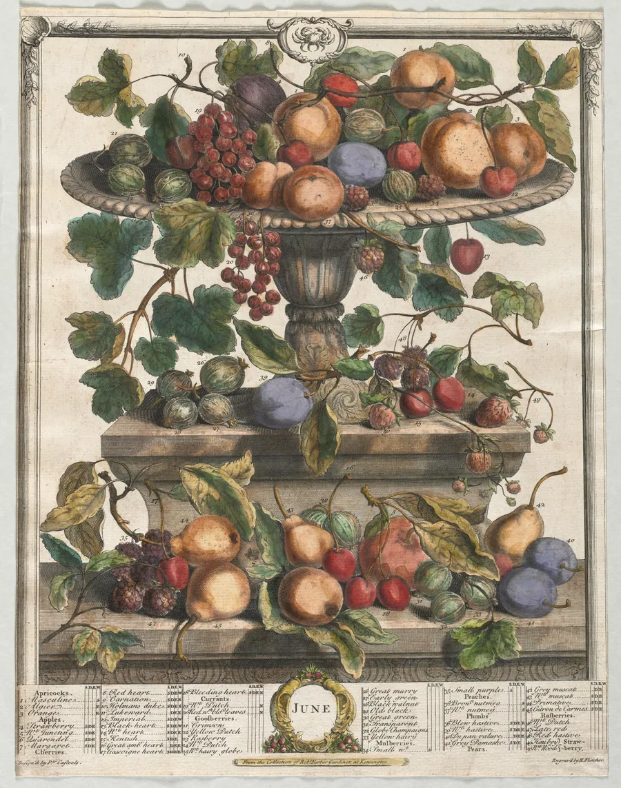 Twelve Months of Fruit:  June by Henry Fletcher