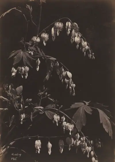 Floral Still Life (Bleeding Hearts)