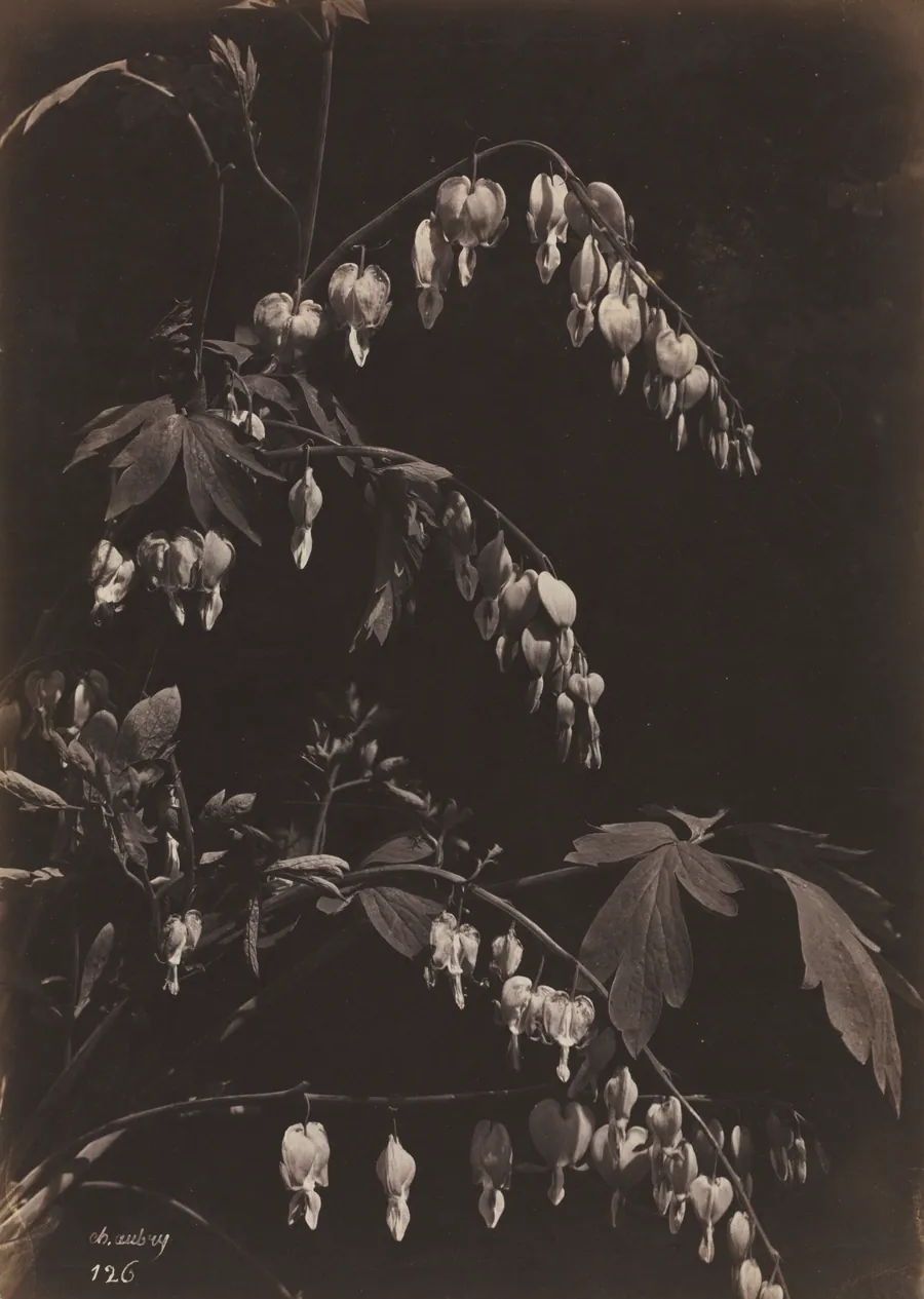 Floral Still Life (Bleeding Hearts) by Charles Aubry