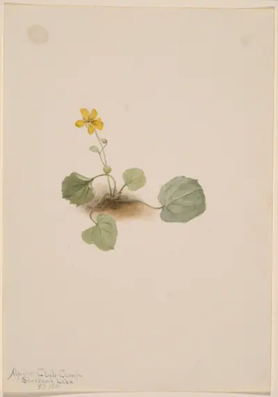 Viola orbiculata