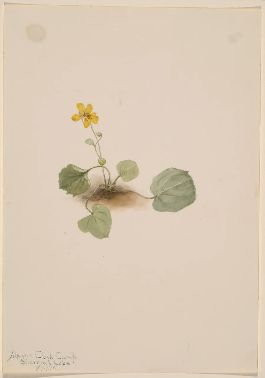 Viola orbiculata by Mary Vaux Walcott, born Philadelphia, PA 1860-died St. Andrews, New Brunswick, Canada 1940