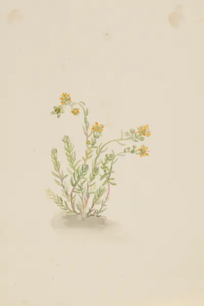 Sedum stenopetalum