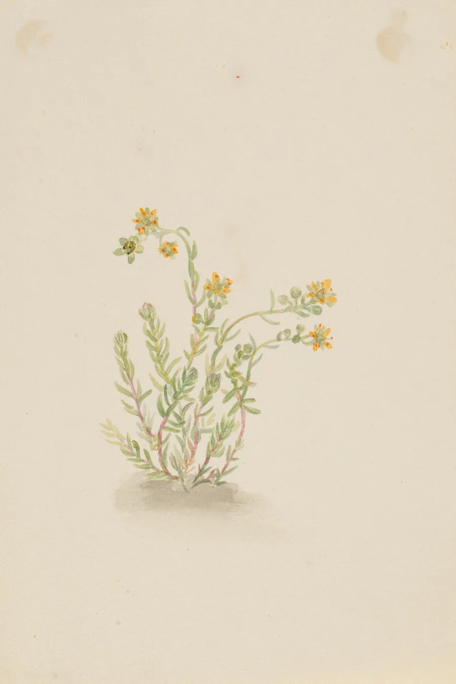 Sedum stenopetalum by Mary Vaux Walcott, born Philadelphia, PA 1860-died St. Andrews, New Brunswick, Canada 1940