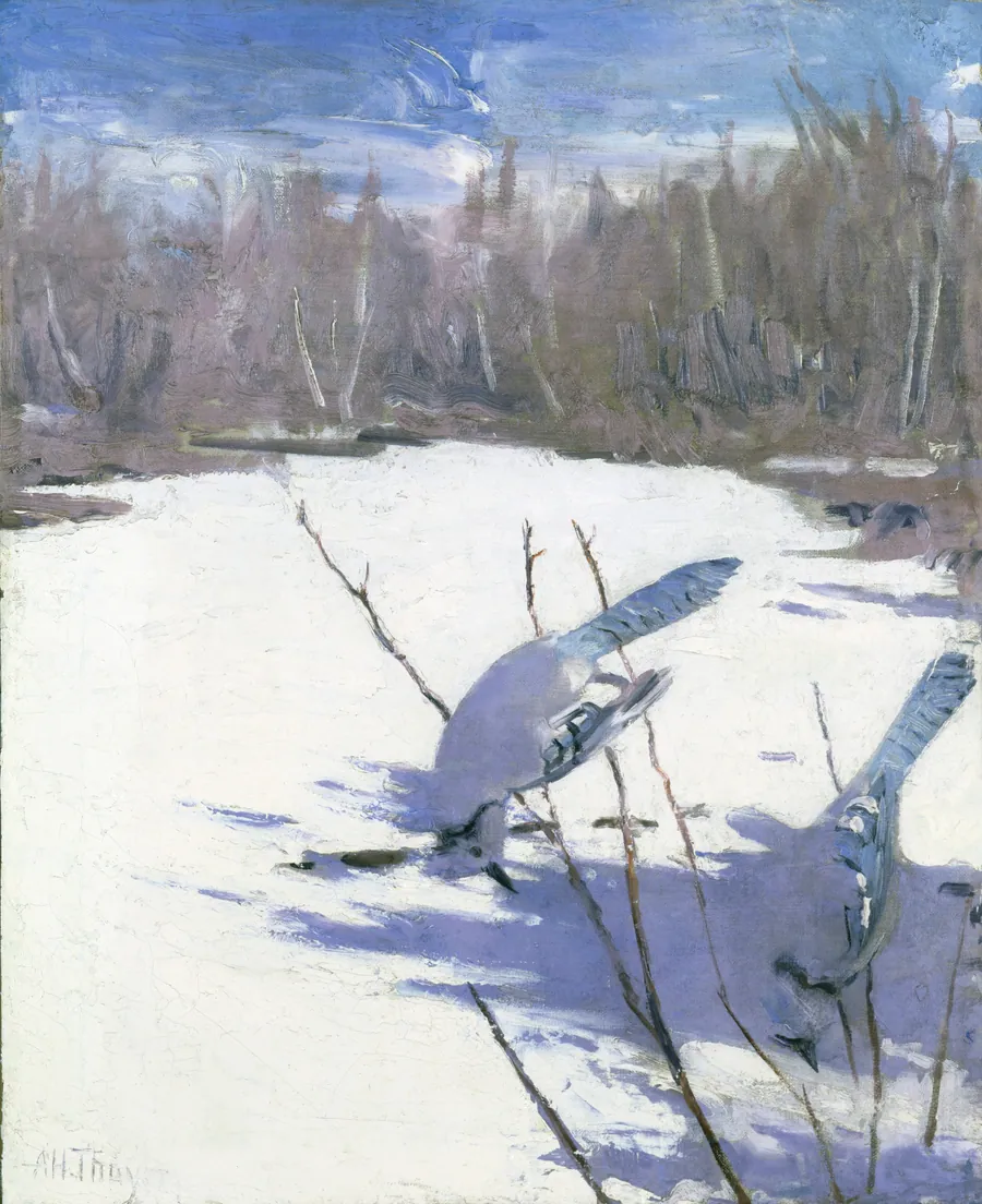 Blue Jays in Winter, study for book Concealing Coloration in the Animal Kingdom by Abbott Handerson Thayer, born Boston, MA 1849-died Dublin, NH 1921