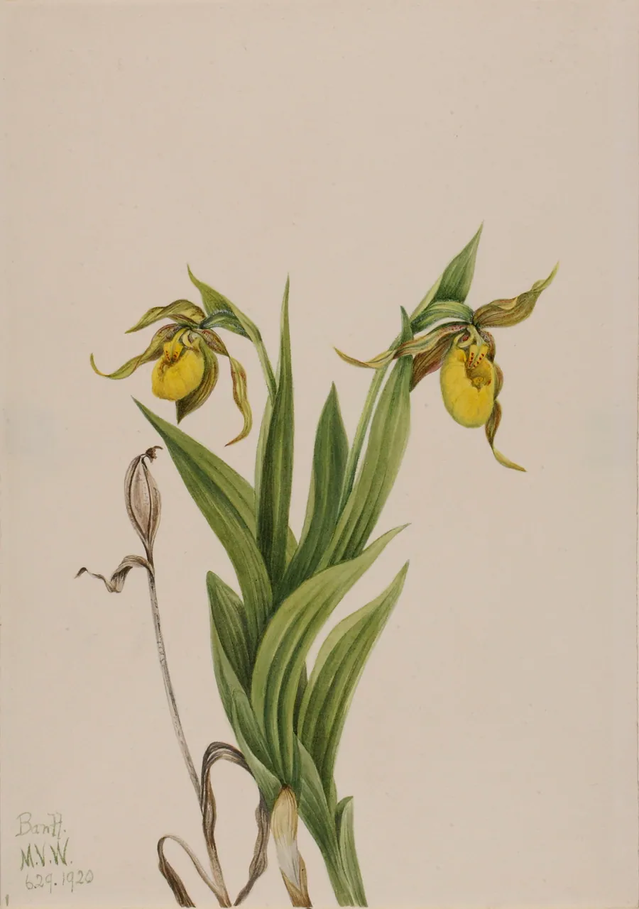 Yellow Lady's Slipper (Cypripedium parviflorum) by Mary Vaux Walcott, born Philadelphia, PA 1860-died St. Andrews, New Brunswick, Canada 1940