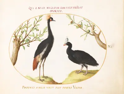 Plate 10: Gray Crowned Crane and Helmeted Curassow